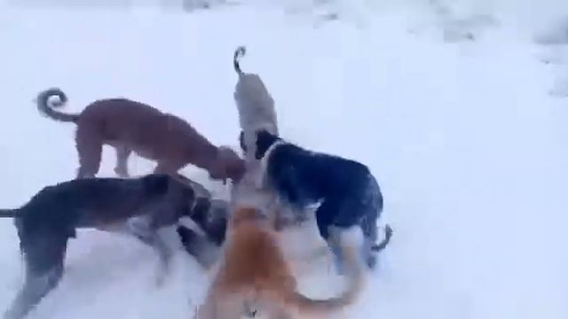 Охота на волка смотреть онлайн