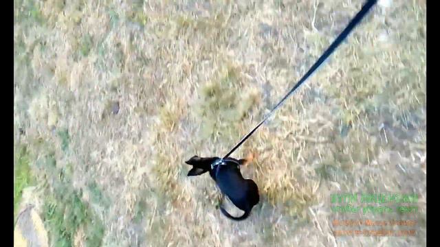 Алька на прогулке. смотреть онлайн