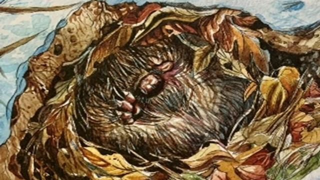 Как зимуют животные и насекомые смотреть онлайн
