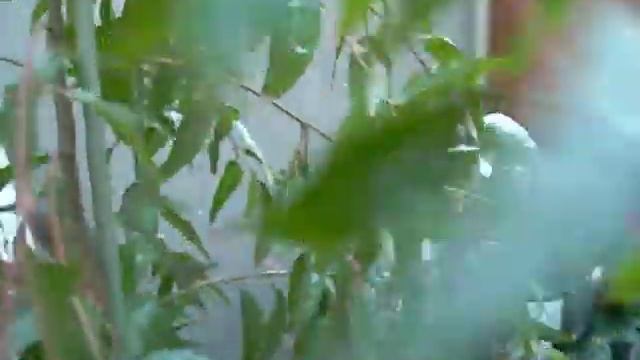 Eucalyptus citriodora/ Aucuba japonica смотреть онлайн