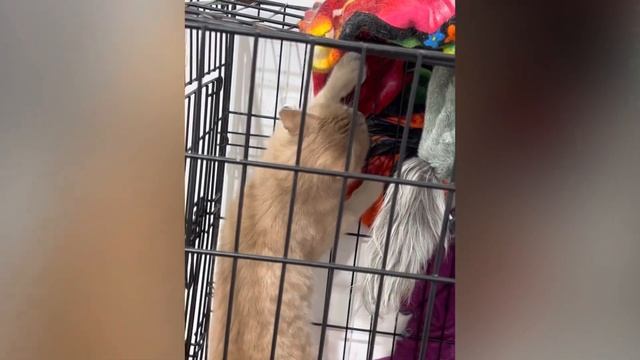 Сказки из жизни. Котята и кошки. Хакасия. Сибирь. Приют. Помощь89135440512. смотреть онлайн