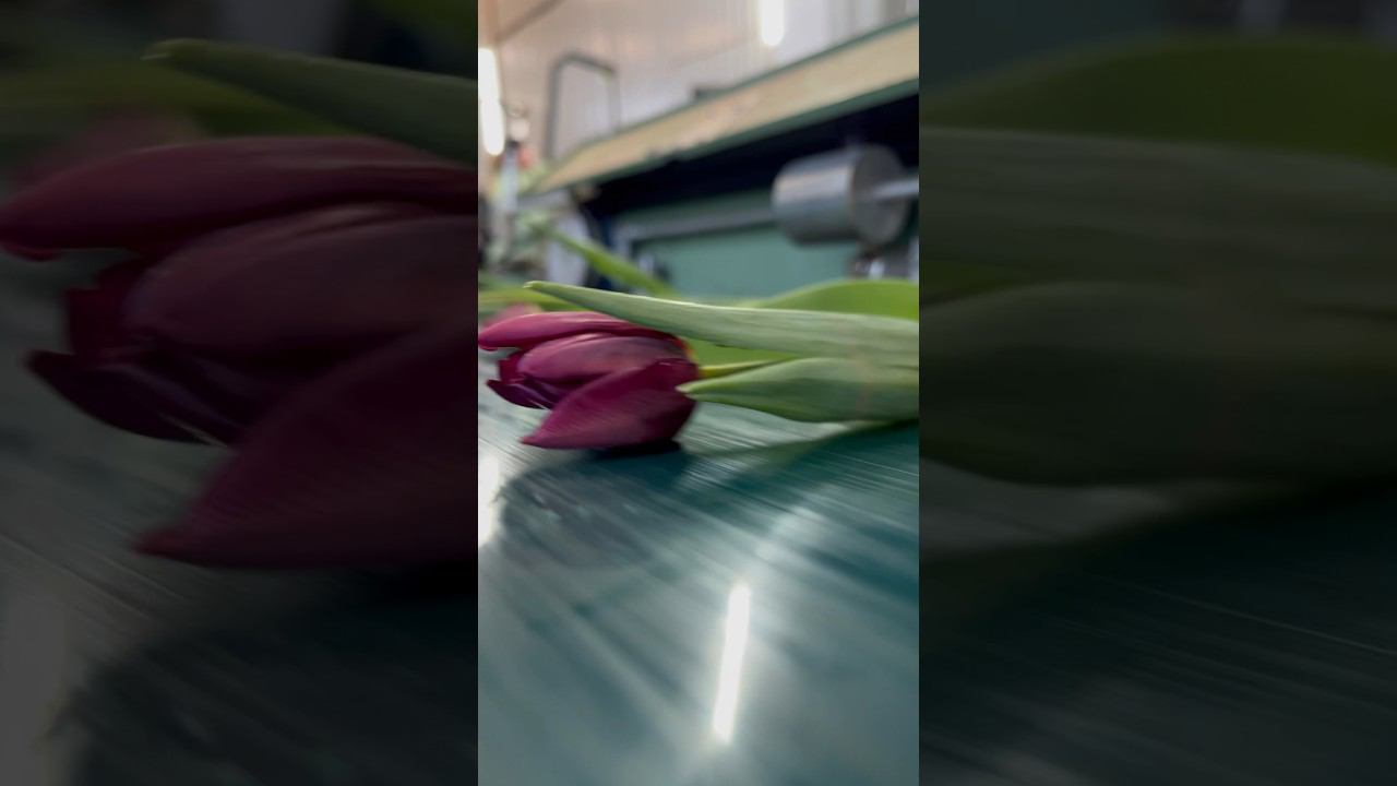 ААНОНЬ ТЮЛЬПАНЫ  #тюльпаны #тюльпаныоптом #выгонкатюльпанов