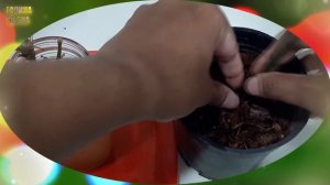 ПОТРЯСАЮЩИЙ ЭФФЕКТ ОТ ДОБАВЛЕНИЯ В ЦВЕТОЧНЫЙ ГОРШОК КОРИЦЫ! Польза корицы для комнатных растений