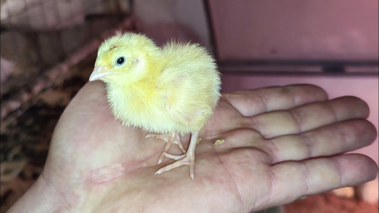 Вкусная птичка перепел. Заготовка мяса от самого яйца. В магазине посмотришь облизнешся и уйдешь смотреть онлайн