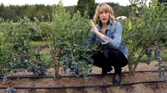 Голубика - сорт Cargo! смотреть онлайн