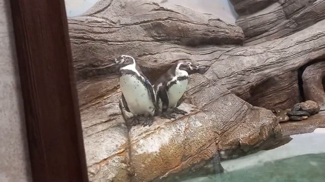 Провели время в зоопарке смотреть онлайн