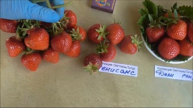 РЕНЕССАНС и ДЕЛИ. Сравниваем два сорта. Кто крупнее, а кто вкуснее...) смотреть онлайн