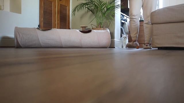 What It's REALLY Like Having A RAGDOLL KITTEN! (Full Day In The Life) ? смотреть онлайн