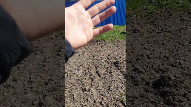 как посадить картошку одному без псевдодрузей смотреть онлайн