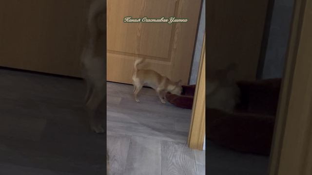 Подглядываю за охотой смотреть онлайн