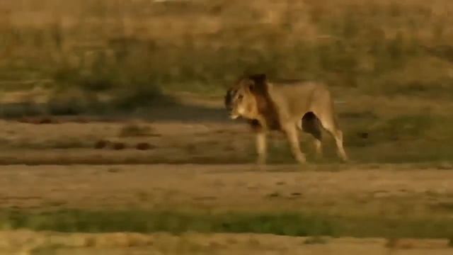 Прожорливые Животные смотреть онлайн