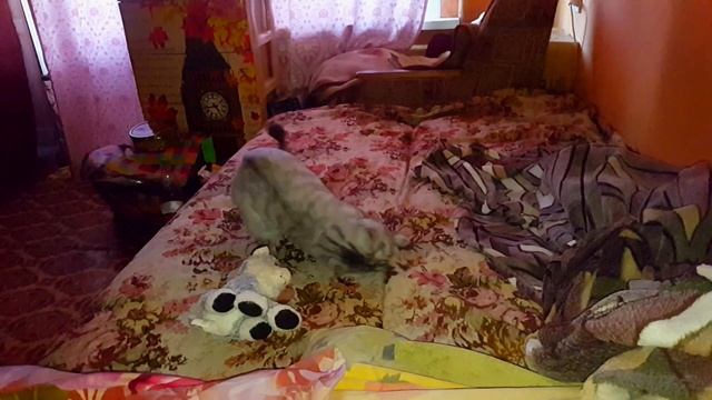 Бонапарт привыкает к новой семье Шотландский вислоухий кот смотреть онлайн