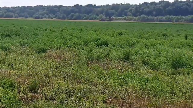Раундапом по люцерні. смотреть онлайн