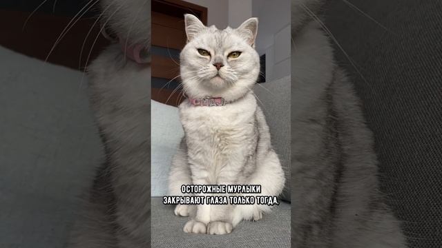 Как понять, что котик тебе доверяет #коты #кошка #кот смотреть онлайн