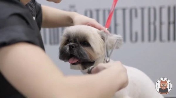 ОФОРМЛЕНИЕ МОРДОЧКИ ШИ-ТЦУ | Груминг ши-тцу | Юлия Дягель БЛЭКГРУМЕР.РФ