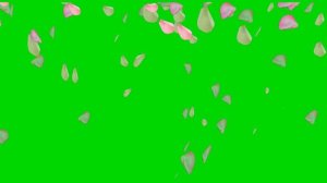 футаж лепестки роз - скачать футаж для монтажа на зелёном фоне