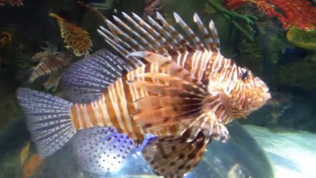 Дубай Аквариум Зоопарк смотреть онлайн