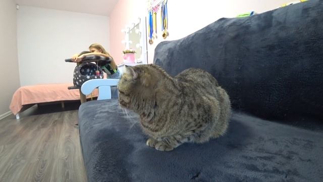 Отдали котят мама кошка грустит Влог!