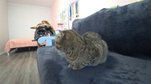 Отдали котят мама кошка грустит Влог!