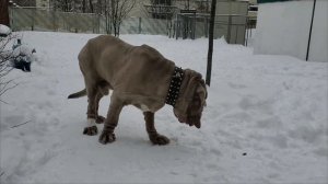 Мастино неаполитано, царь собак. Выгуливает Шпица.