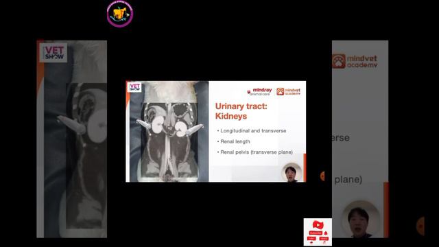 vet show | mindray animal care | How to diagnose structure by ultrasound scan | webinar | Guideline смотреть онлайн