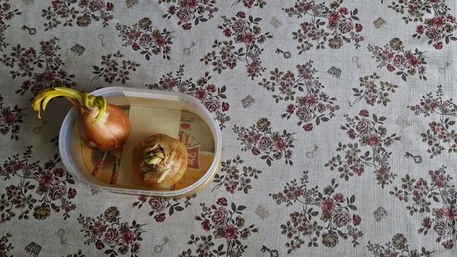 ЗЕЛЁНЫЙ ЛУК НА ПОДОКОННИКЕ / КАК ВЫРАСТИТЬ ЗЕЛЁНЫЙ ЛУК НА ПОДОКОННИКЕ? смотреть онлайн