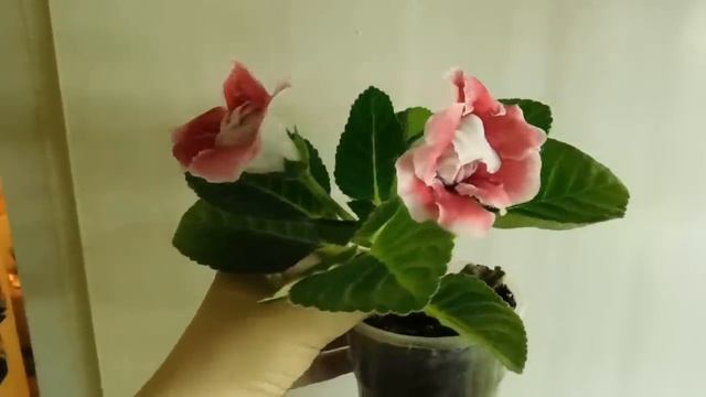 ?Глоксинии 25 сортов ! Обзор сортов. Часть моей коллекции ?How to grow gloxinia смотреть онлайн