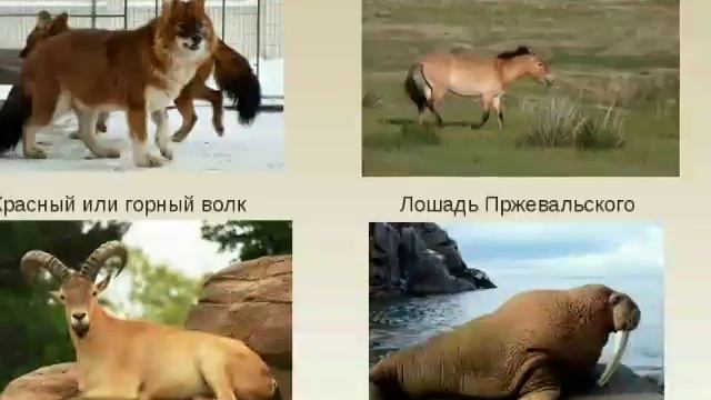 ЖивотНые КРаснОй КНИГи? смотреть онлайн