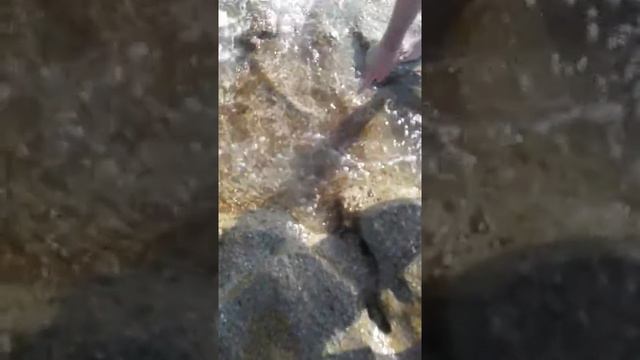 Махмутлар.Команда Кусто.Выпеленный вход в море... смотреть онлайн