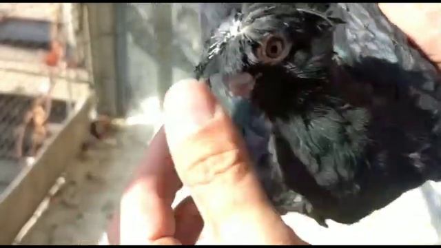 Очень красивые голуби 24 часа. Двухчубые голуби. Tauben. Pigeons. Palomas. Pombos. 비둘기. کبوترها.