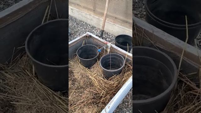Как я делаю теплую грядку смотреть онлайн