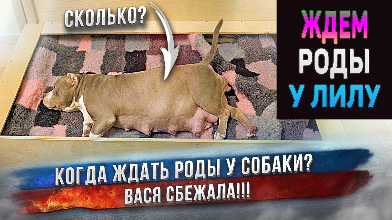 До родов у Лилу остаются считанные.... дни или часы? Сколько ждать щенков? Вася сбежала! смотреть онлайн
