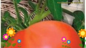 Томат обыкновенный Хали-Гали F1. Краткий обзор, описание характеристик, где купить семена