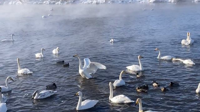 Лебеди на озере Светлое ч.1 смотреть онлайн