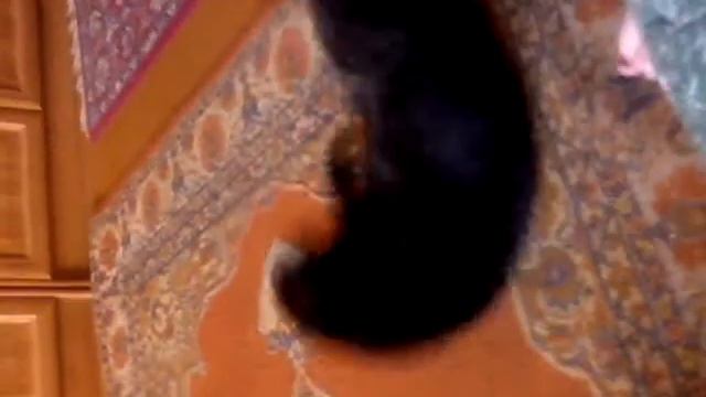 Кот кайфует от валерьянки смотреть онлайн