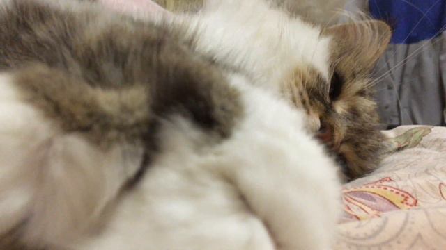 Сибирский кот Потап. Невозможно красивый кот смотреть онлайн