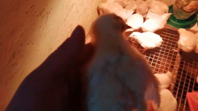 Бройлер КООБ 500//Потери на 9 день смотреть онлайн