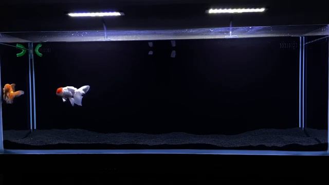 Why Did My Goldfish Die So Fast? (Beginner Care) смотреть онлайн