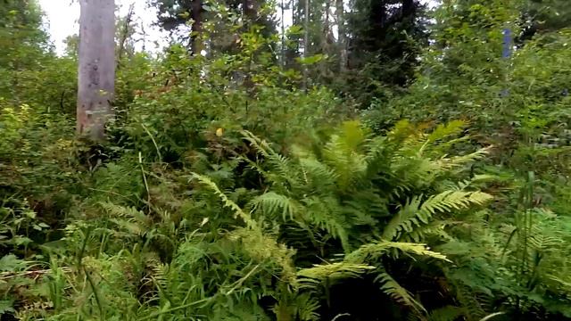 Спорт и рыбалка на таежной речке. (Часть 1). смотреть онлайн