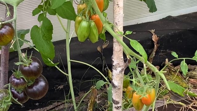 Выходные на даче начинаем с вкусного завтрака / любимая теплица / ночная Москва смотреть онлайн