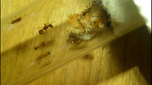 Мои колонии муравьев, кормление и появление яйца