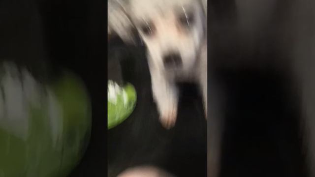 Delicious Doggie Mush Food