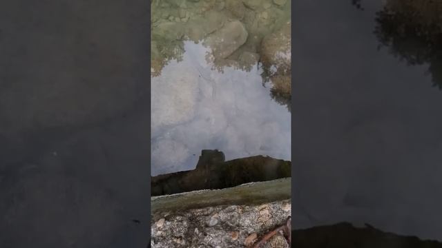 В посёлке Пляхо в горной речке обитают ЗМЕИ смотреть онлайн