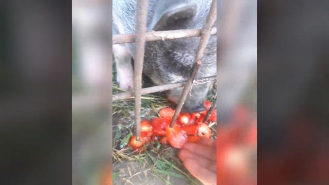 Маша любит клубничку🍓🍓🍓🍓🍓🍓 смотреть онлайн