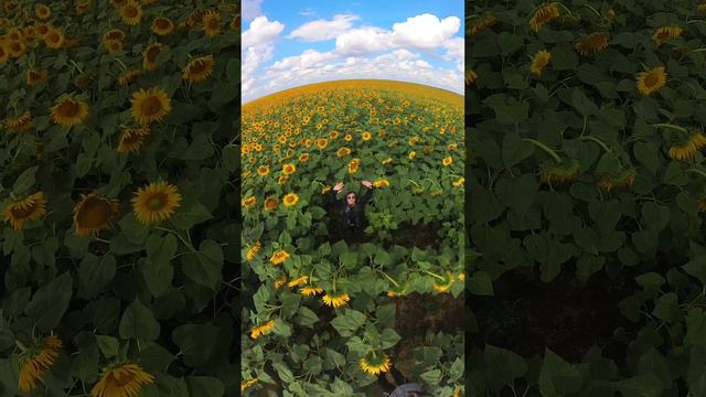 остановка в подсолнухах смотреть онлайн
