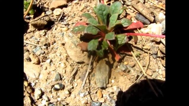 Osmia and Calyptridium смотреть онлайн