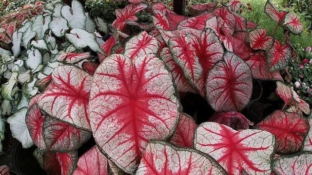 ? КАЛАДИУМ - Выращивание и уход.