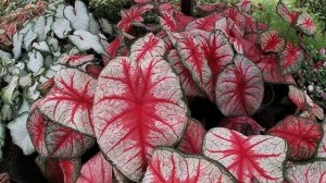 ? КАЛАДИУМ - Выращивание и уход.