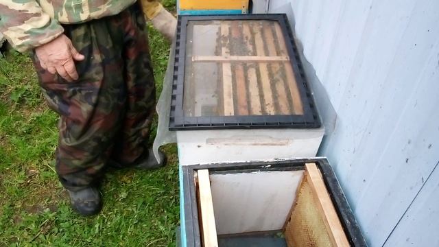 Продажа пчелопакетов 2023 смотреть онлайн