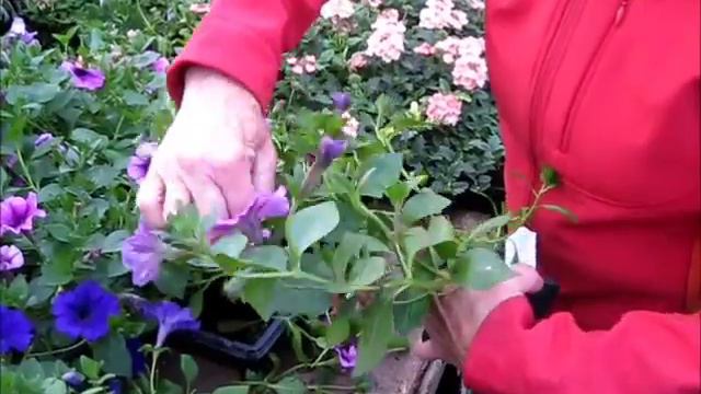 Petunia Pinching смотреть онлайн